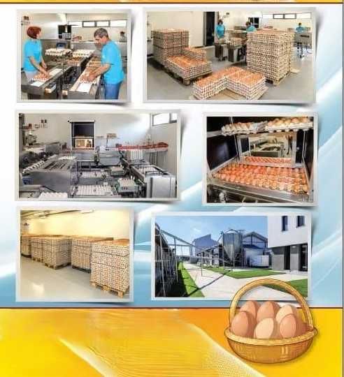 Vand Oua Bio, productie Ferma de la Gaini Isa Brown