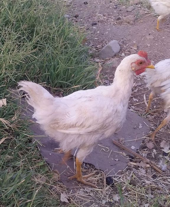 Jujalar sotiladi hammasi sog'lom