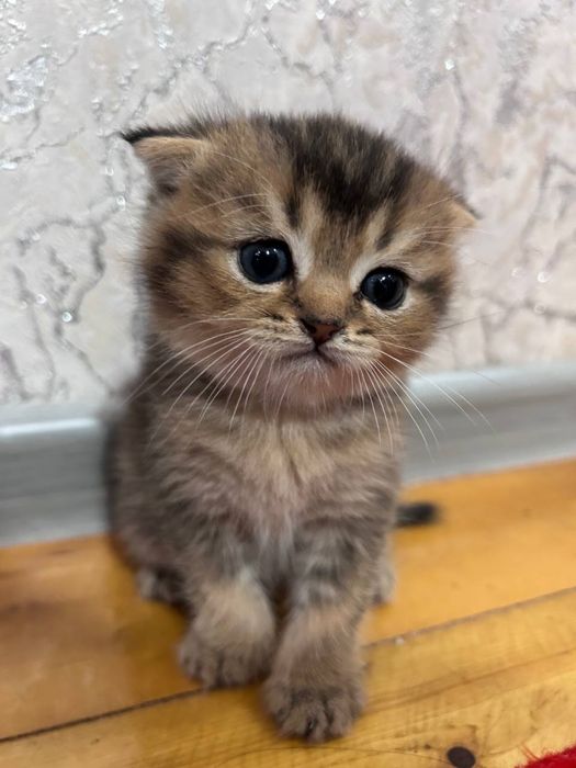 Продаются котята / Мушук болалари сотилади