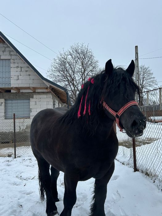 Vand Armasar de 6 Ani