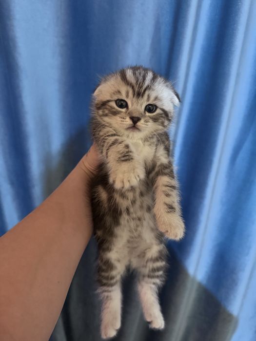 Продам котят скоттиш фолд срочно