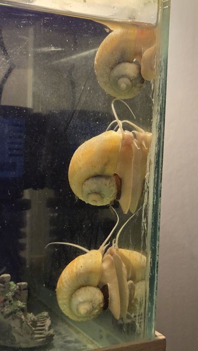 Улитки ампулярий