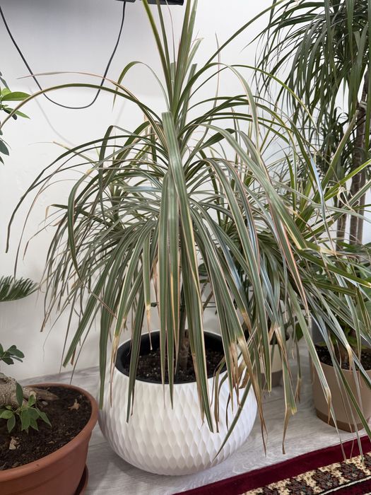 Продам Домашние цветы