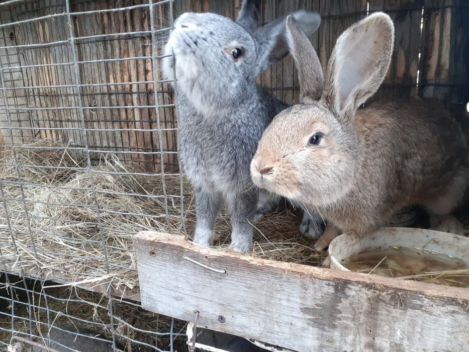 Продам кроликов...