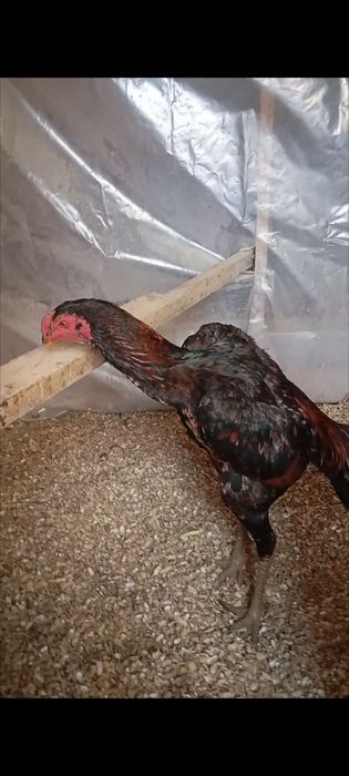 Тонка дакан тухумлари сотилади