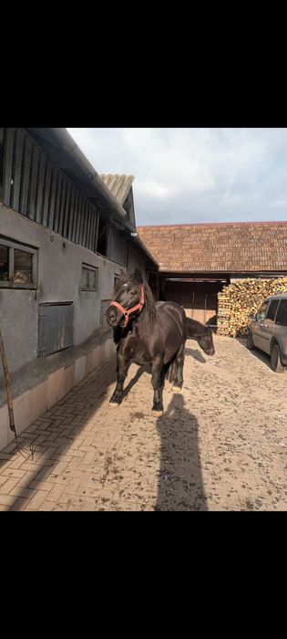 Manzuca de vanzare din linia miutescu