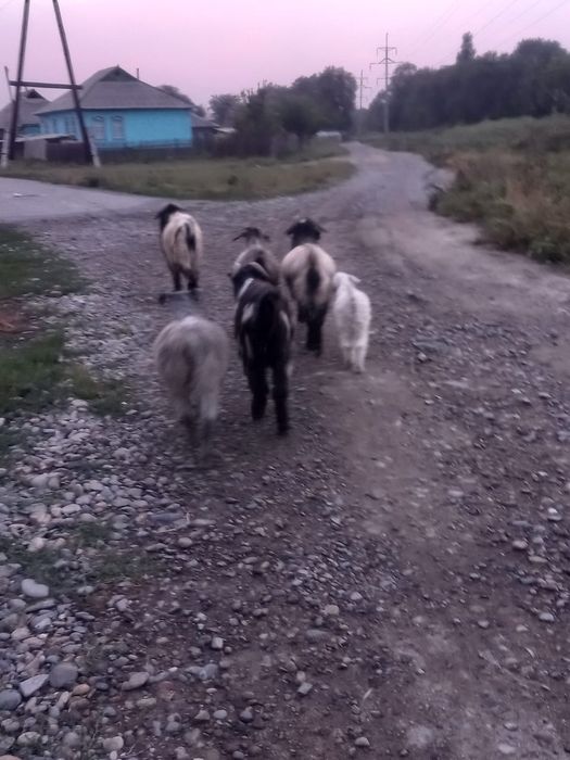 Жирных козы продам