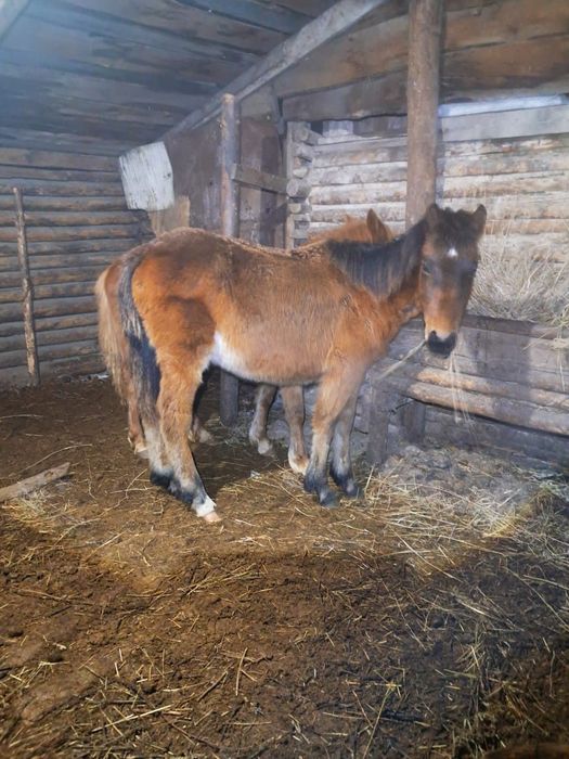 Сатылады обмен жоқ