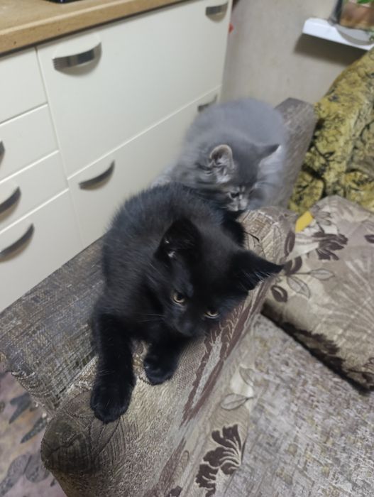 Котята ищут родителей