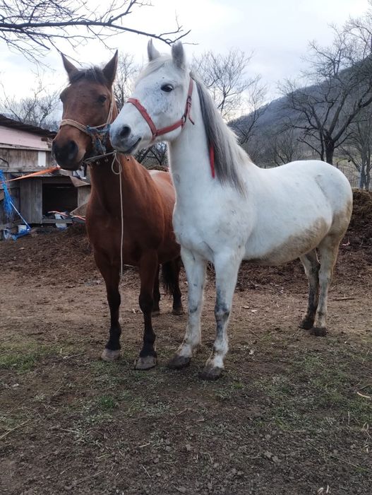 Vând 2 iepe de 8 pe 9 ani fără defecte  cuminți și garantate la orice