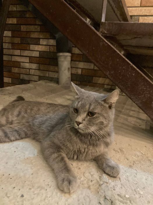 Turetski angora  rangi seriy