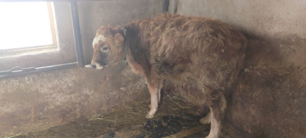 Продам два бычка месецев по 10 им