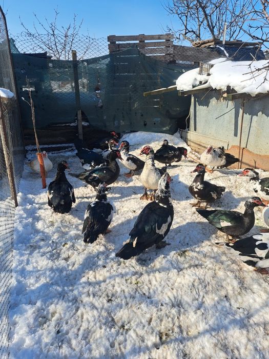 Vând  rate/ratoi mute +iepuri