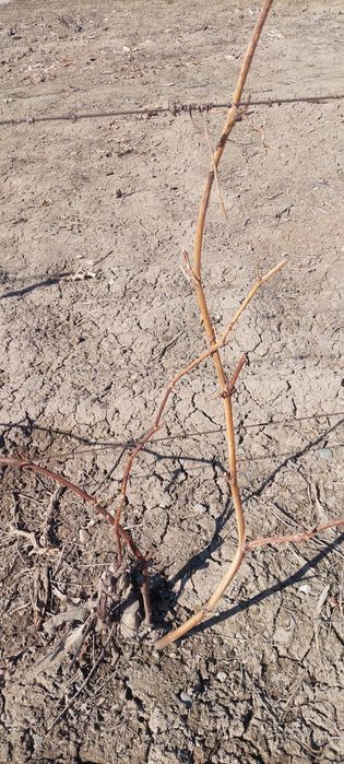 Продам  виноград