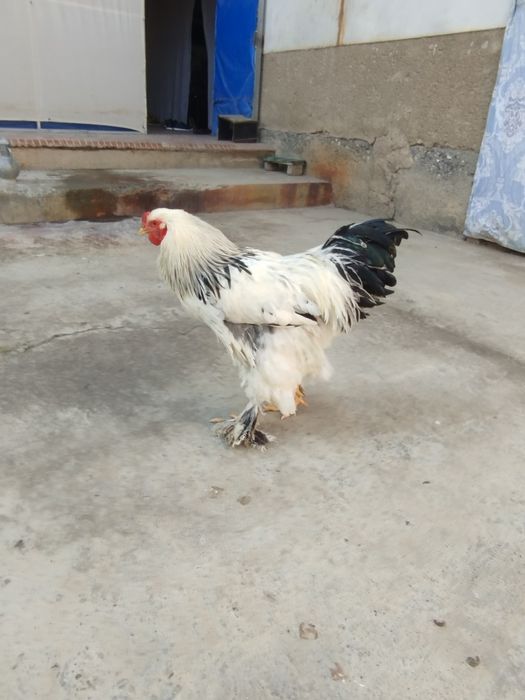 Oltin rus yomgir porno