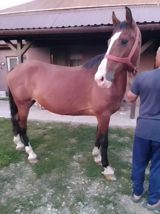 Vând o iapă cuminte