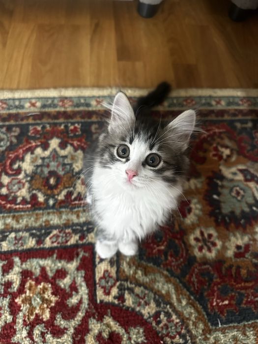 Отдалим котят в добрые руеи
