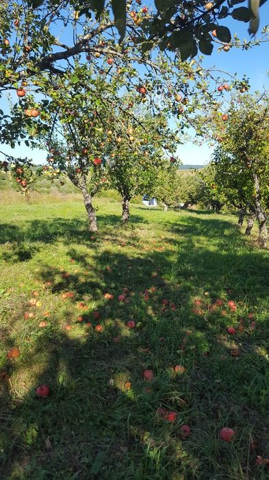 Livada de vanzare Dumitra - BN