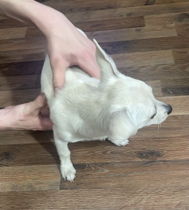 Отдам в добрые руки