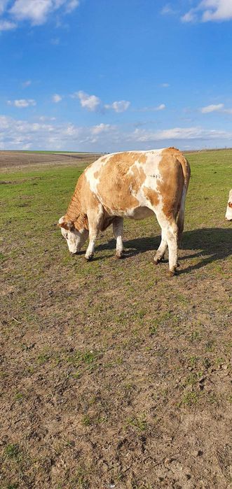 De vanzare juninci / vitele gestante