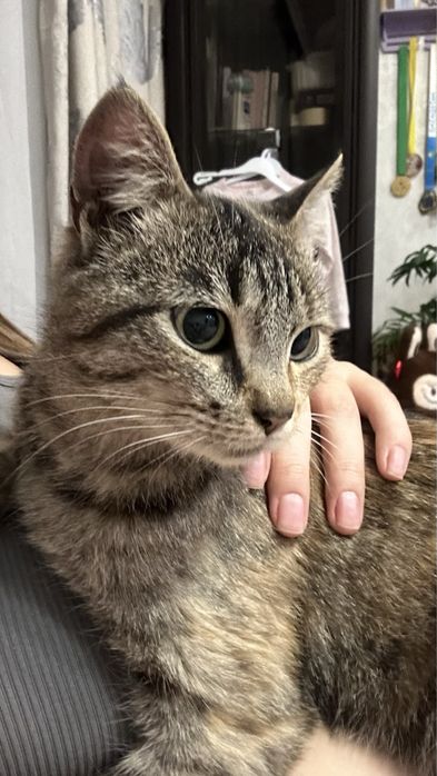 Отдам кошку срочно