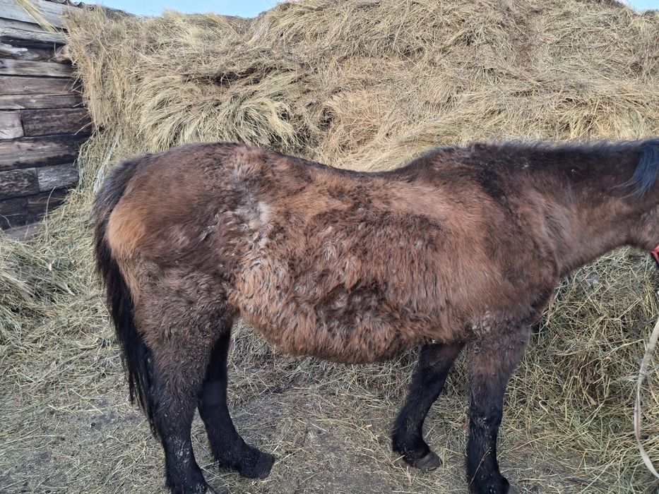 Семіртілген бие сатылады