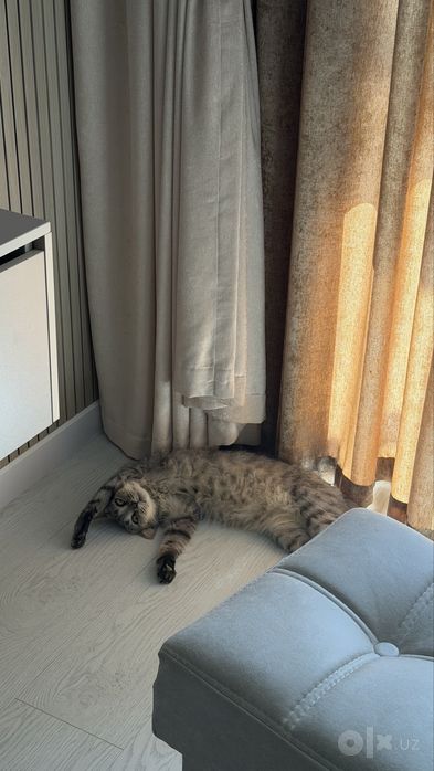 British shorthair mushuk