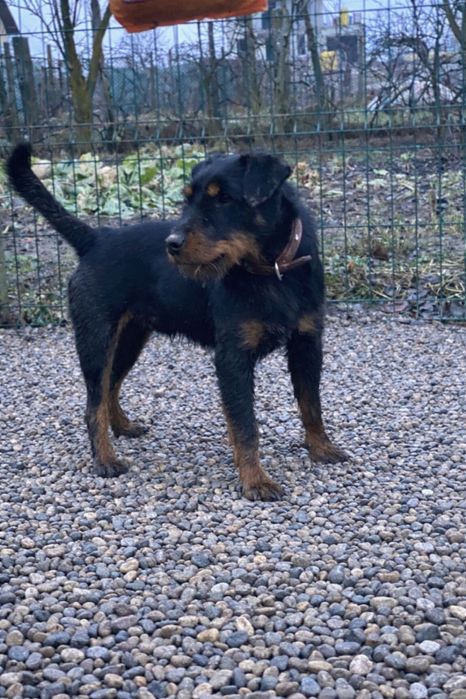 Jagd Terrier jagdterrier