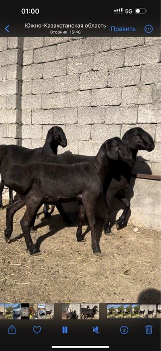 10 айлык таза канды гисар