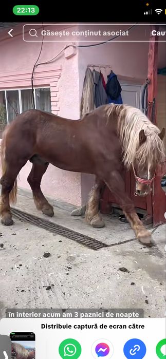 Manză blonda de vanzare