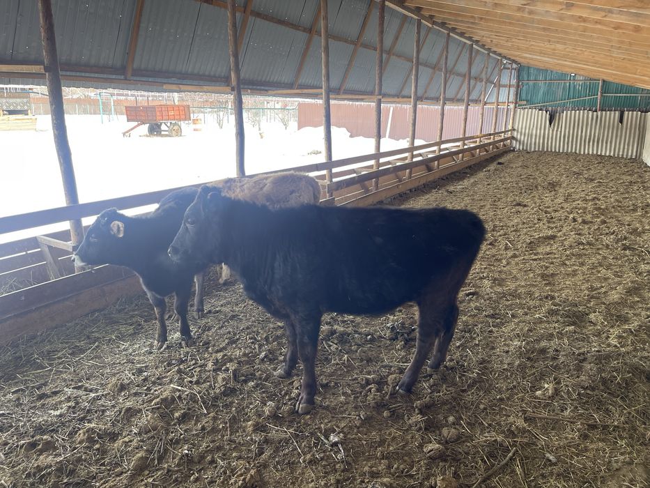 Крупно рогатый скот