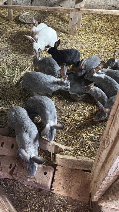 Қояндар сатылады(көжектерімен)