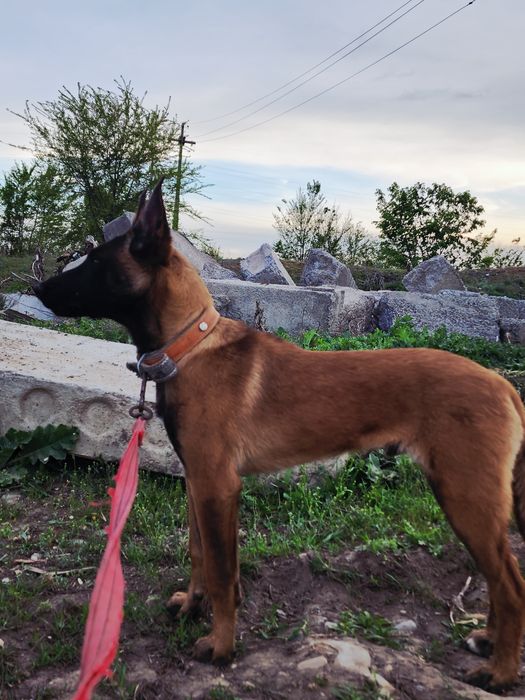 Белгиская окарачка