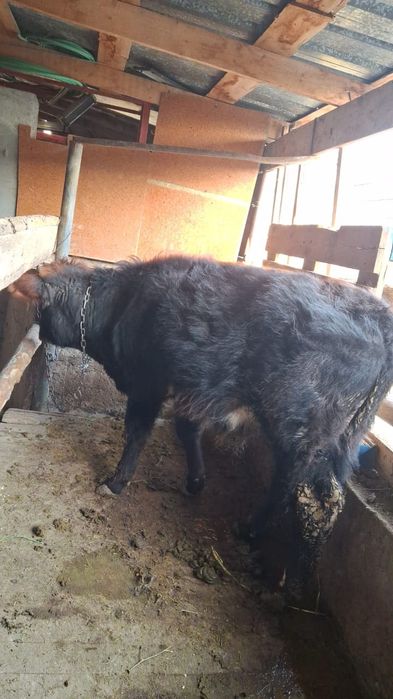 Бұқа сатылады 280 000