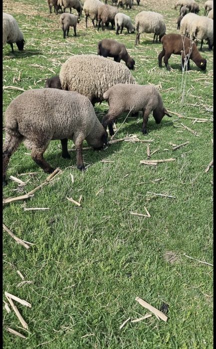 Vând 5 berbecuți Suffolk de prăsilă