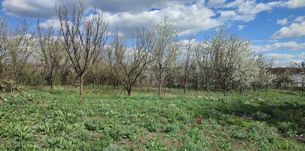 Vând Teren Loc de Casă în Satul Tocileni La Centru și Casă Bătrânească