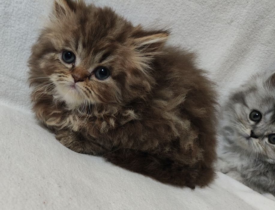 Британский+Шотландский котята (кошка) 2 месяц