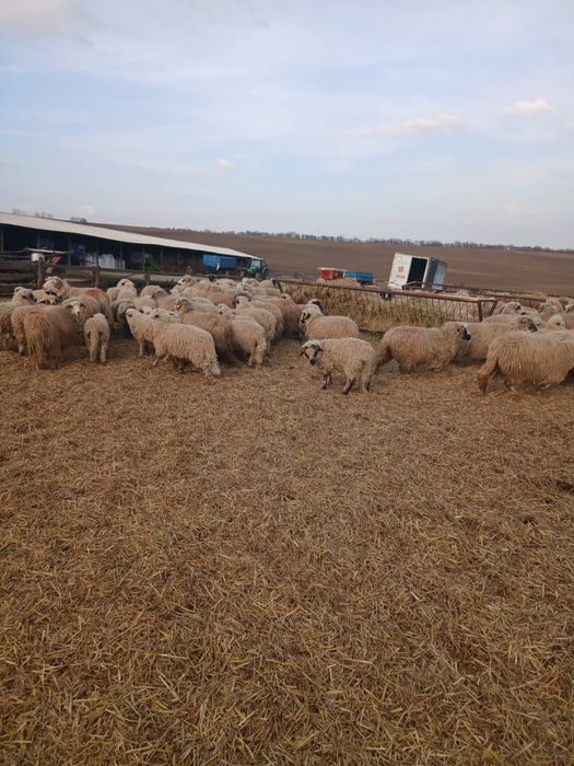 Vand 200 de miei turcana