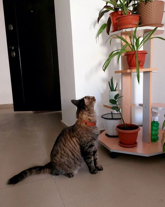 Кот - кострирован