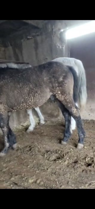 Семіз бордақы 1 жасар тай сатылады срочна