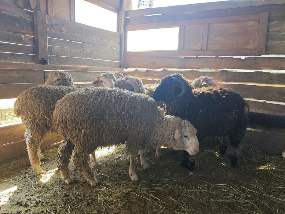 Кой токты сатылымда,