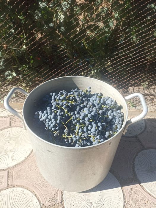 Продам виноград Изабелла