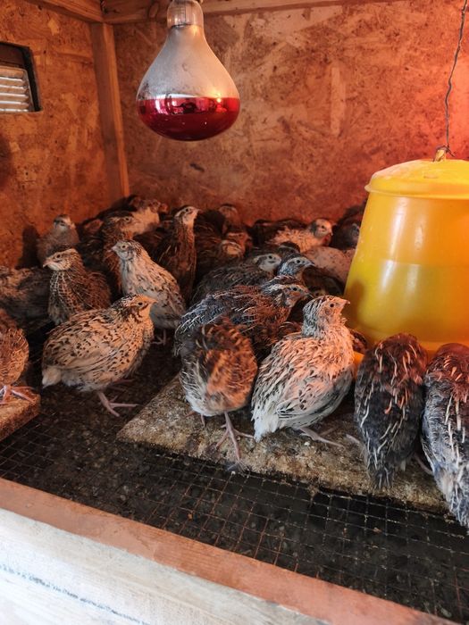 Пътпъдъци на всякаква възраст