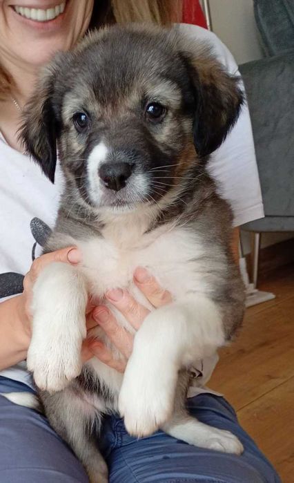 Ofer spre adoptie catelusa 2,5 luni talie medie, oriunde in tara.