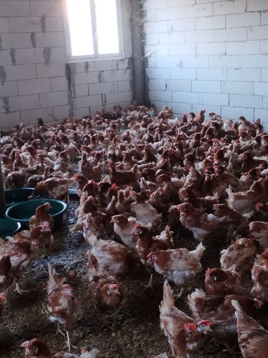 Puicute rosi  ouatoare