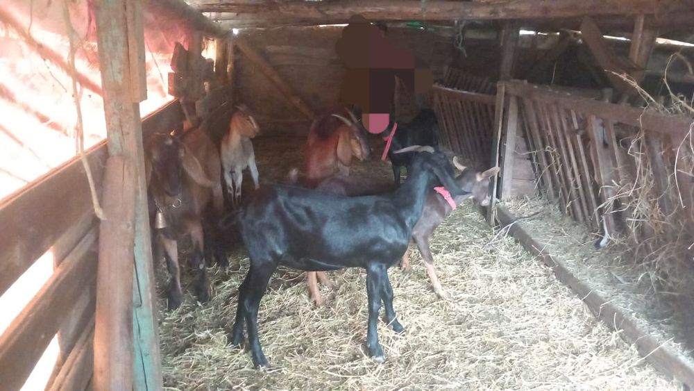 De vânzare capre și 2tapi
