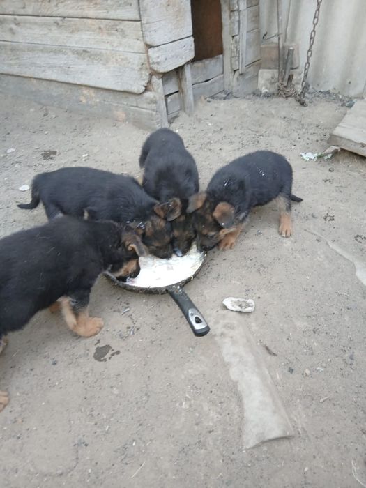 продам щенят немецкой породы