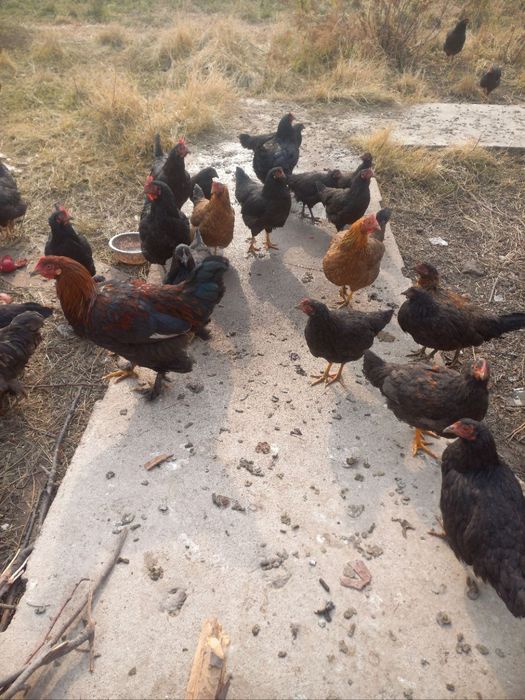 Товик ва хорозлар сотилади