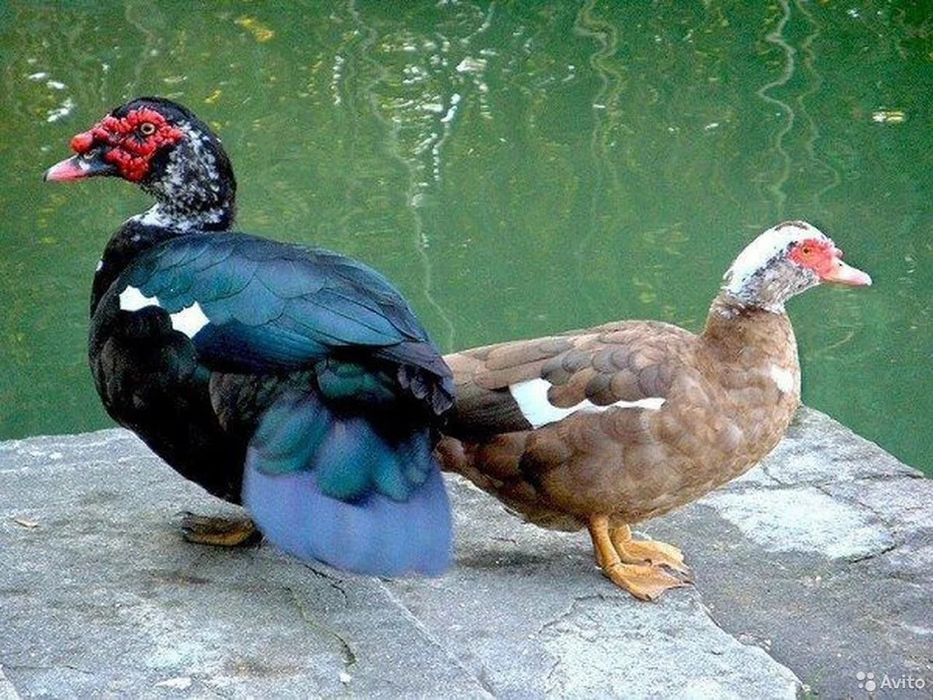 Продам индоуткок