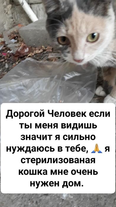 Кошка полупородистая стерилизованая